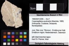 Foto (Objket + Etiketten) von Cracensigillatus acutirostris (Moericke, 1889) 